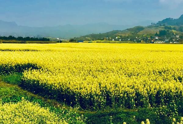 重慶油菜花觀賞勝地有哪些