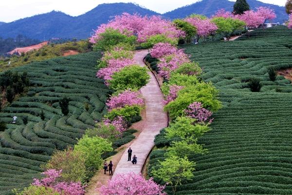 永福櫻花園2024開(kāi)花期