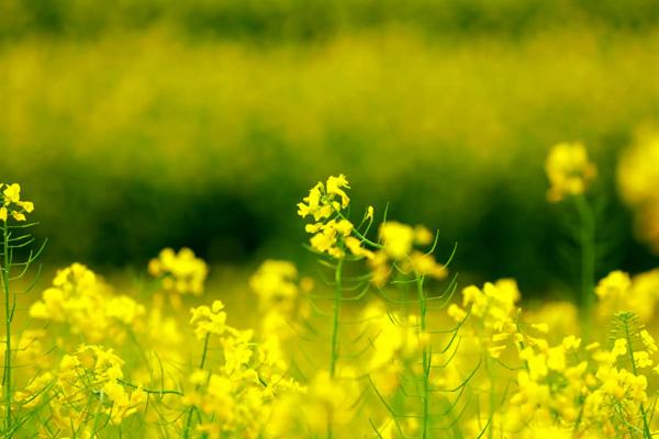 贛州春游賞花去哪兒玩