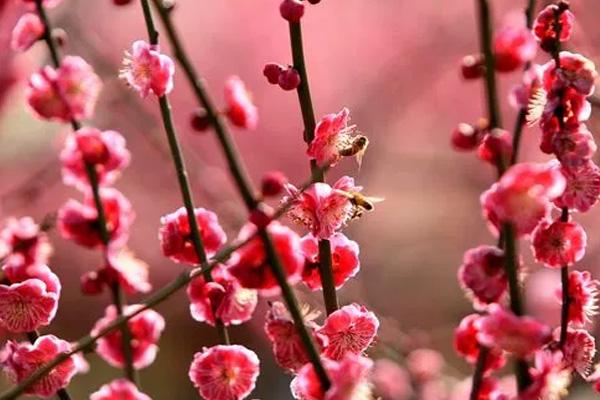 長沙小眾賞梅花的地方在哪里