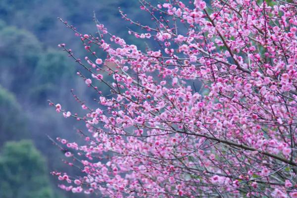 長沙小眾賞梅花的地方在哪里