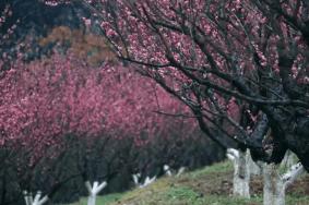 長(zhǎng)沙小眾賞梅花的地方在哪里