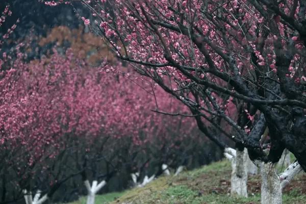 長沙小眾賞梅花的地方在哪里