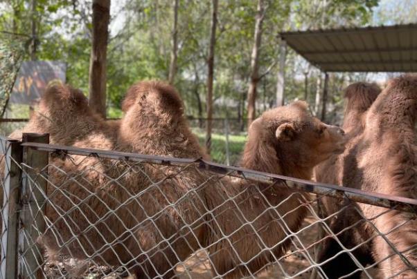 2024曲阜新鹿動物園演出時間