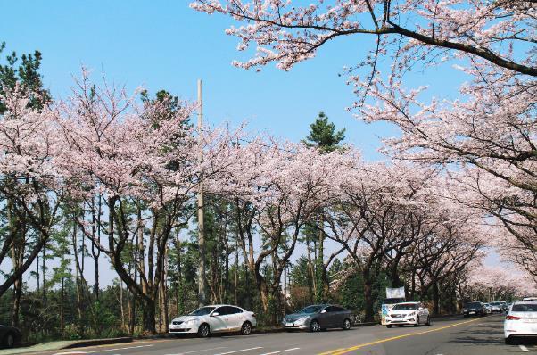 樂山春季賞花景點(diǎn)有哪些