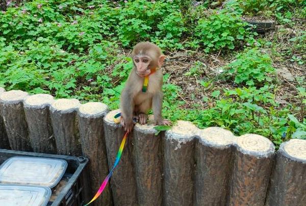 2024欒川竹海野生動物園免費開放時間