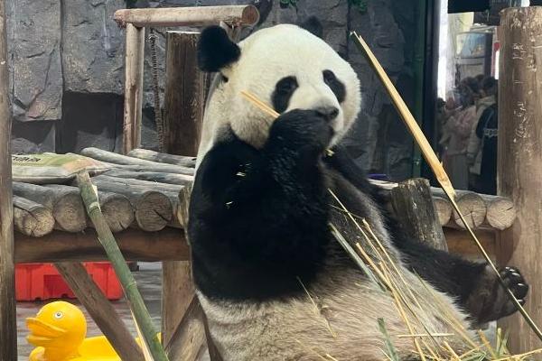 2024欒川竹海野生動物園免費開放時間