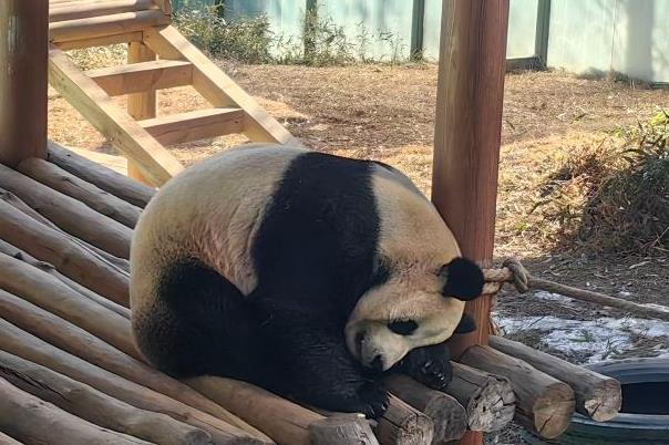 2024欒川竹海野生動物園免費開放時間