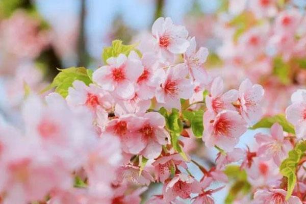 上海顧村公園櫻花什么時候開