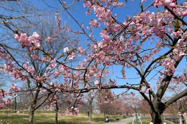 上海顧村公園櫻花什么時候開