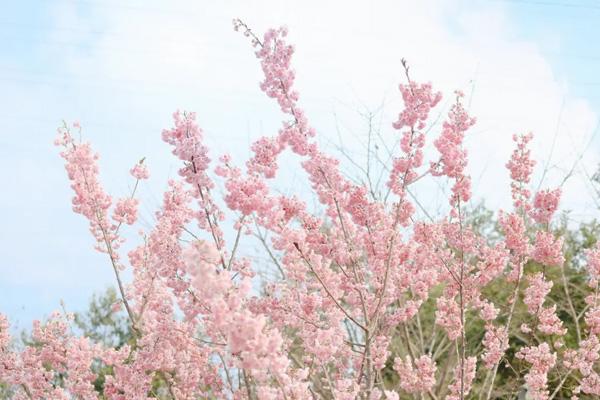 重慶免費(fèi)賞花的好地方有哪些