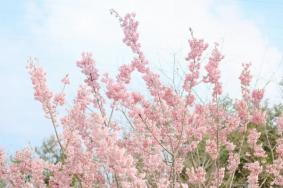 重慶免費(fèi)賞花的好地方有哪些