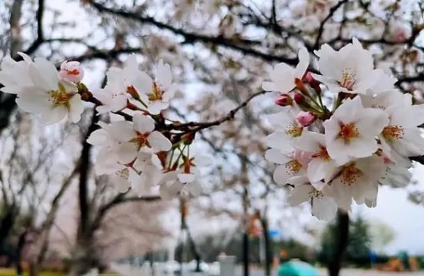 淄博看櫻花的好去處