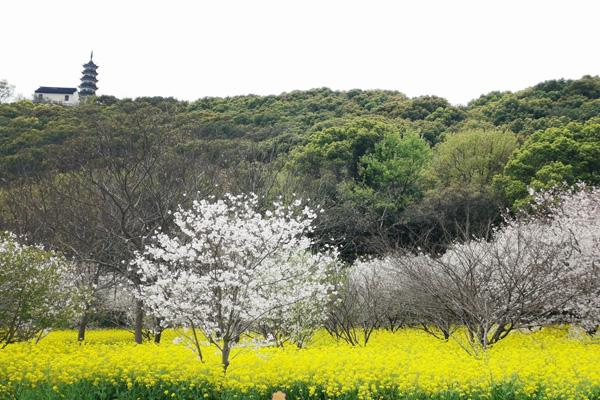 蘇州賞花景點(diǎn)有哪些