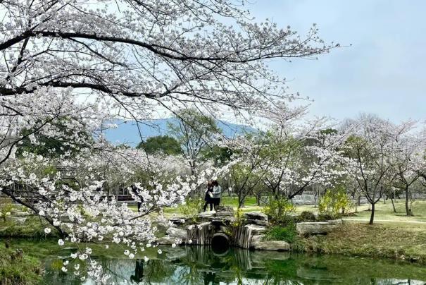 南京看櫻花的地方在哪幾月份去最好