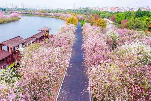 廣州3月份去哪里看花最好