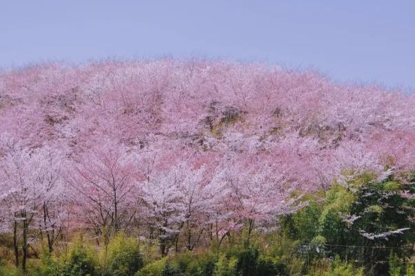 安順平壩櫻花攻略 附自駕信息和花期介紹