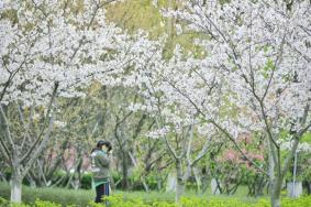 蘇州春季賞花景點有哪些