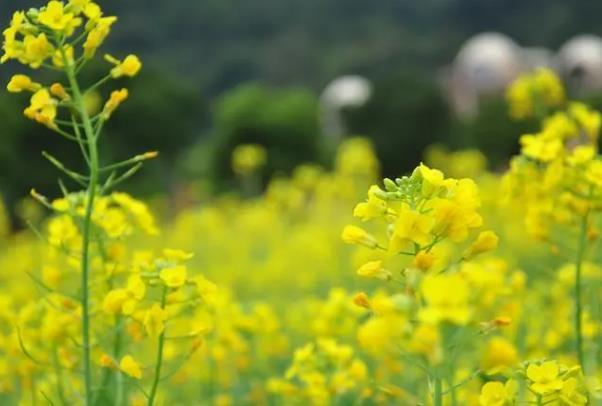 廣州賞花的最佳季節(jié)是幾月份