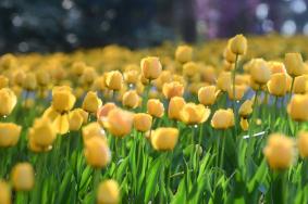 南京郁金香花海在哪里