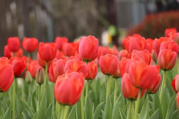 南京郁金香花海在哪里