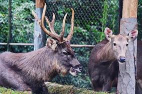 碧峰峽野生動物世界游玩攻略 附必打卡地點