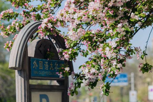 天津三四月份哪里可以看風(fēng)景