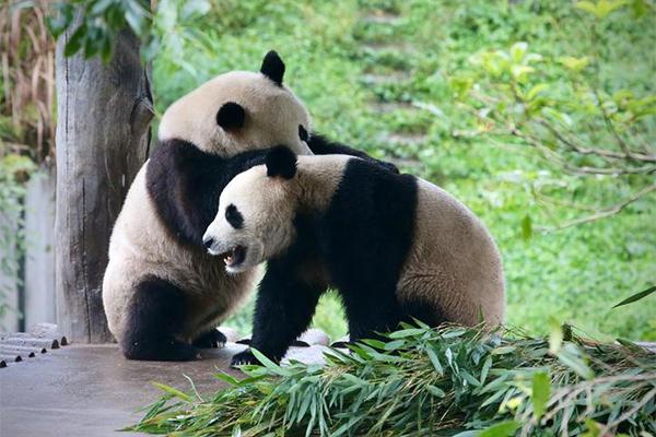 2024竹海野生動物園門票免票政策是什么