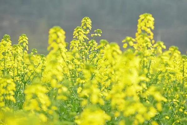 長(zhǎng)沙望城哪里有油菜花看