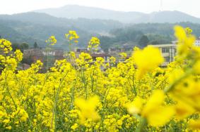 泉州哪里有油菜花海