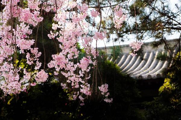 青龍寺櫻花什么時(shí)候開(kāi) 2024西安青龍寺櫻花票價(jià)及開(kāi)放時(shí)間介紹