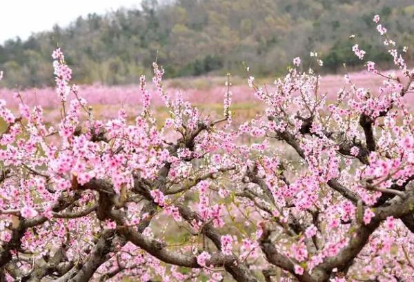 青島春季賞花的地方有哪些 賞花最佳時(shí)間