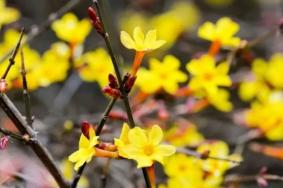 青島春季賞花的地方有哪些 賞花最佳時間