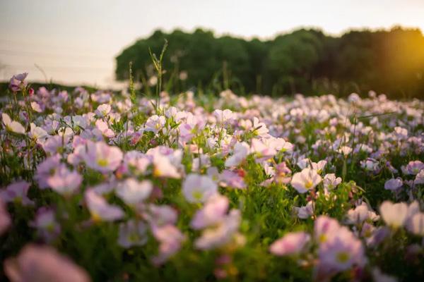 無(wú)錫哪里有看桃花的地方