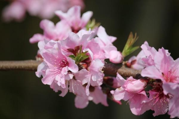 無(wú)錫哪里有看桃花的地方