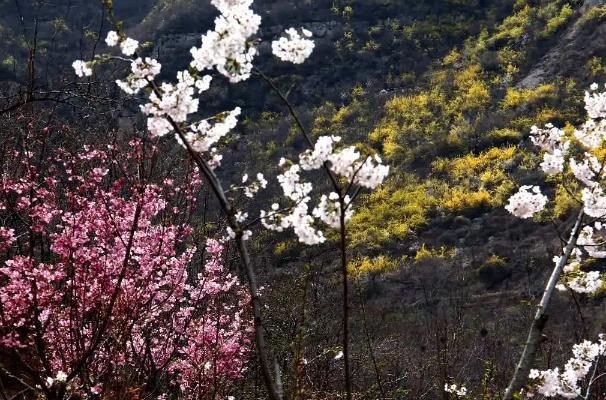 淄博齊山櫻花開放時(shí)間