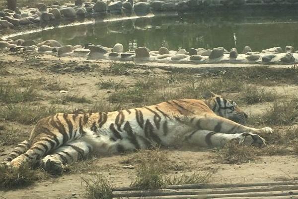 愛保野生動物園門票優(yōu)惠政策