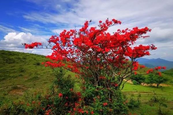 柳州杜鵑花哪里多