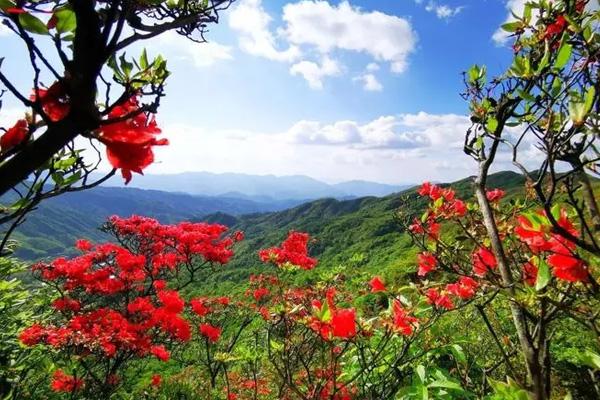 柳州杜鵑花哪里多