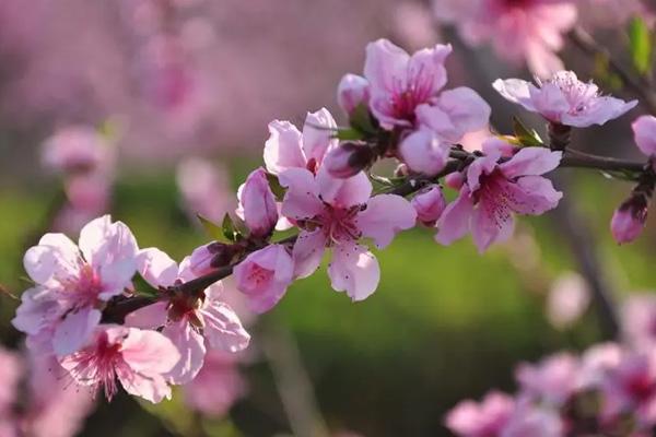 柳州哪里有桃花