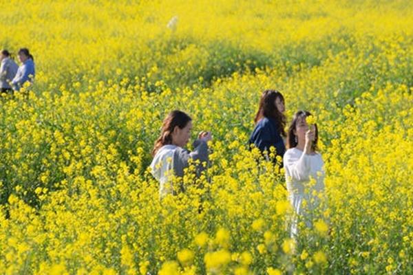 洋湖濕地公園油菜花怎么去 什么時(shí)候開花