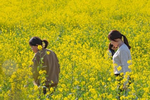 洋湖濕地公園油菜花怎么去 什么時(shí)候開花