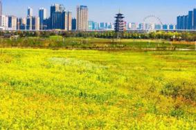 洋湖濕地公園油菜花怎么去 什么時候開花