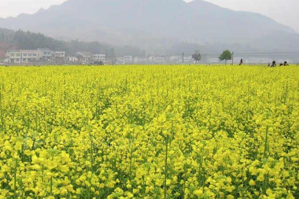 瀏陽油菜花什么時候開 看油菜花的地方有哪些