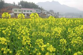 瀏陽油菜花什么時候開 看油菜花的地方有哪些