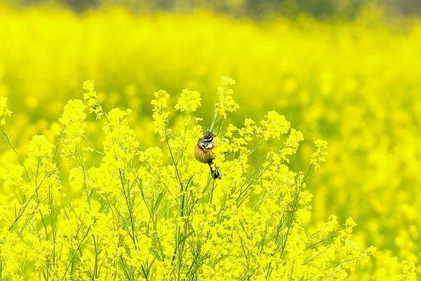 瀏陽油菜花什么時候開 看油菜花的地方有哪些