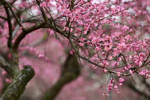 長沙哪里看梅花