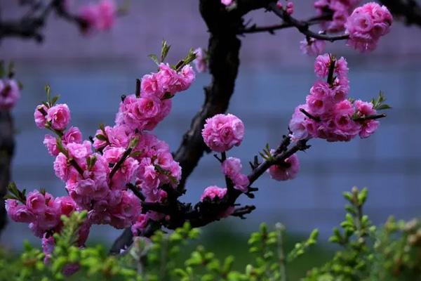 長沙哪里看梅花