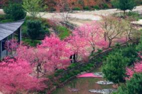 韶關(guān)櫻花谷花開了嗎現(xiàn)在