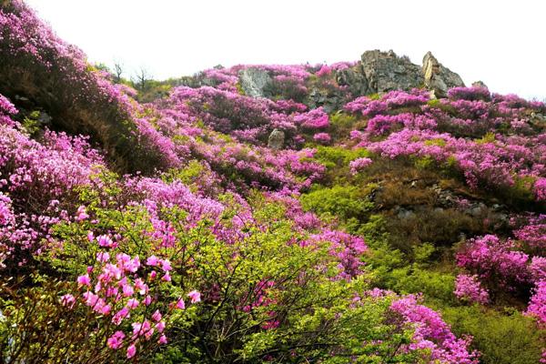 大連春天賞花的地方